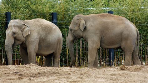 Elephants Neil Turner Flickr