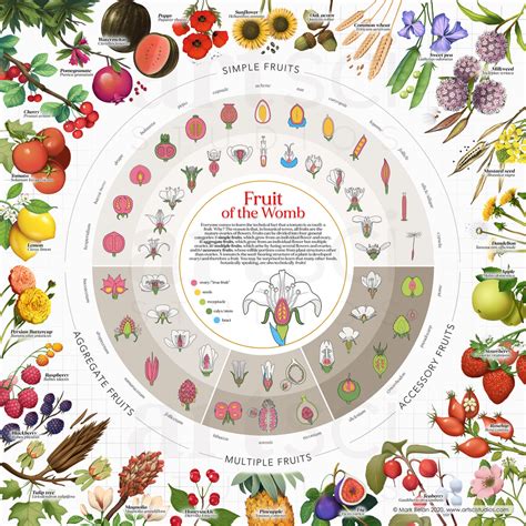 Presenting Fruit Of The Womb The Botanical Classification Of Fruit