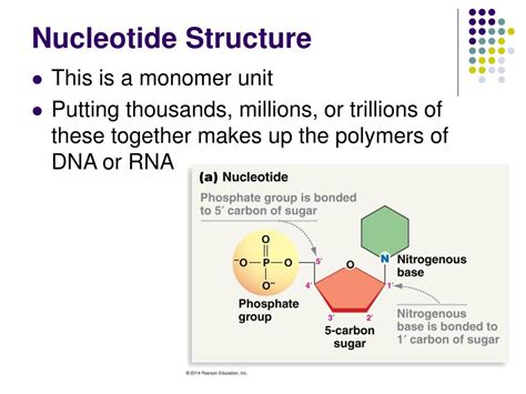 Ppt Nucleic Acids Dna And Rna Powerpoint Presentation Free My XXX Hot