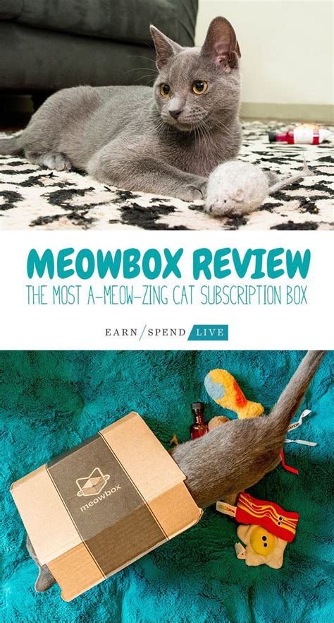 Cat litter boxes and accessories. meowbox Review: The Most A-Meow-Zing Cat Subscription Box ...