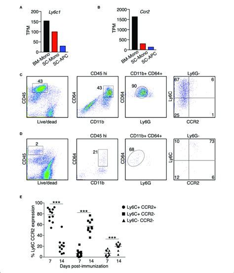 The Expression Of Ly6c And Ccr2 In Monocytes Is Reduced During