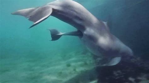 Amazing Baby Dolphin Birth In Bermuda Dolphin Quest Bermuda Youtube