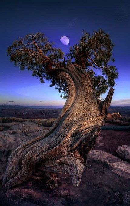 Mother Nature Tree National Parks 64 Ideas For 2019 Nature Tree