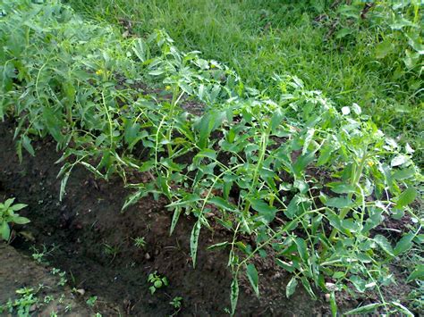 Tedi tengok pokok tomato yang nenek tanam dulu elok je merimbun. SAKA TARUNA BUMI KUDUS: Cara Menanam Tomat