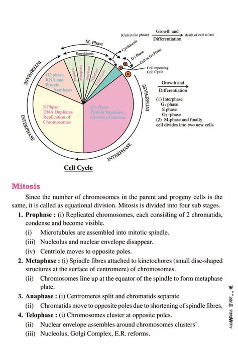 Cbse Notes Class 11 Biology Cell Cycle And Cell Division