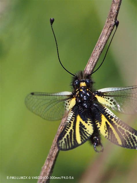 昆虫の季節 希少種キバネツノトンボ : LOVERIKA-ブログ