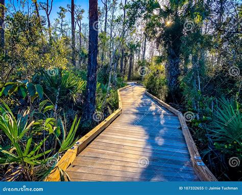 Boardwalk In The Swamp Stock Image Image Of Ecosystem 107332655