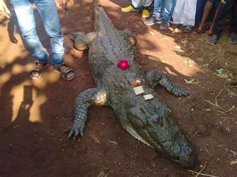 Temple Being Built In Memory Of 130 Year Old Crocodile In India India