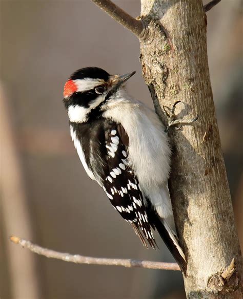Downy Woodpecker 77 Indiana Photograph By Steve Gass Fine Art America