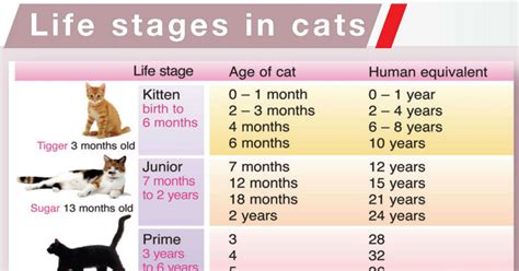 Your cat's kittenhood represents the fastest stage of its development. Life Stages | Cat Friendly Homes