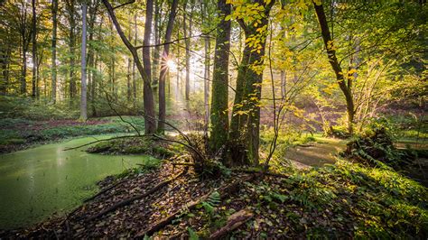 Photos Rays Of Light Germany Olsberg Creeks Nature Forests 1366x768