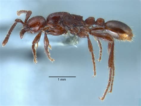 Formicidae Aenictinae Aenictus Panganthioni