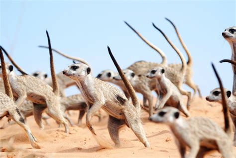 Watch Meerkats Engage In A Fiercely Adorable War Dance Popular