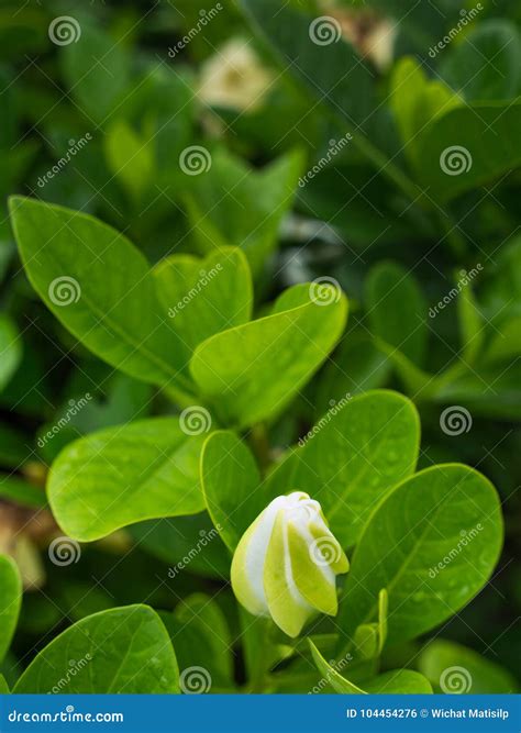 The Big Bud Gardenia Stock Photo Image Of Grace Botany 104454276