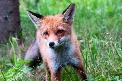 Young Wild Red Fox On Green Grass Stock Image Image Of Wildlife