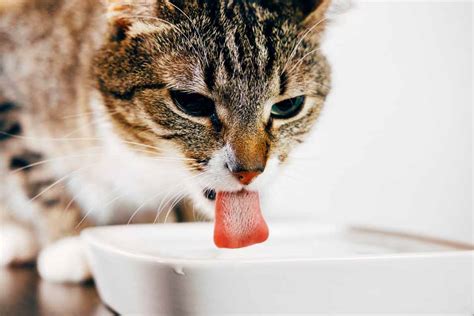 Every cat is an individual and every need must be considered. How Much Water Does My Cat Need | Hydrating Your Cat