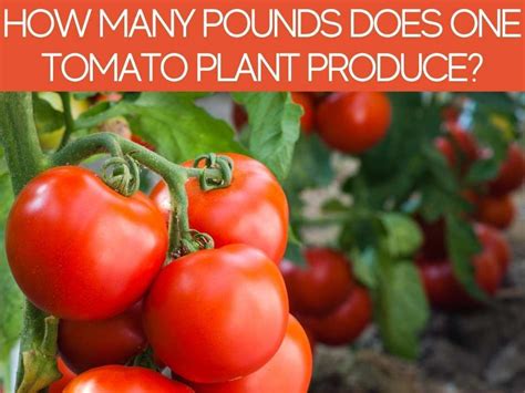How Many Tomatoes Can 1 Plant Produce Greenhouse Today