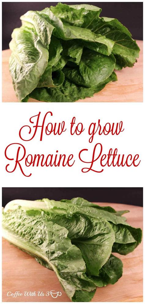 How To Grow Romaine Lettuce Romaine Lettuce Growing Romaine Lettuce