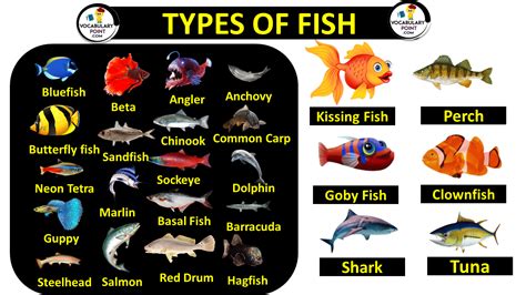 Types Of Fishes In Aquarium With Pictures