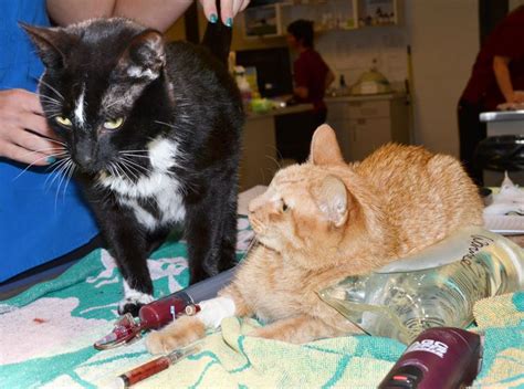 Cat Gets Lifesaving Blood Transfusion From Shelter Cat Life With Cats