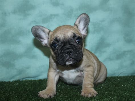 Bouledogue or bouledogue français) is a breed of domestic dog, bred to be companion dogs. French Bulldog Puppies - Petland Rome