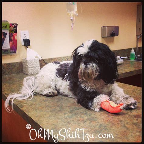 Sounds like a code for some emergency situation. 5 Reasons to Seek Emergency Vet Care | Emergency vet, Shih ...