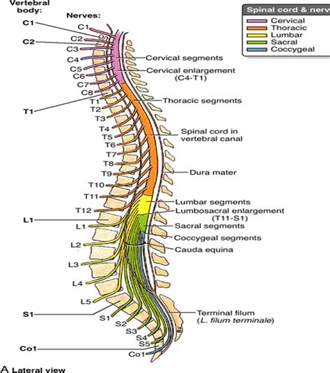 Spinalcord Spinal And Neurology Surgery Spinal Cord Injury