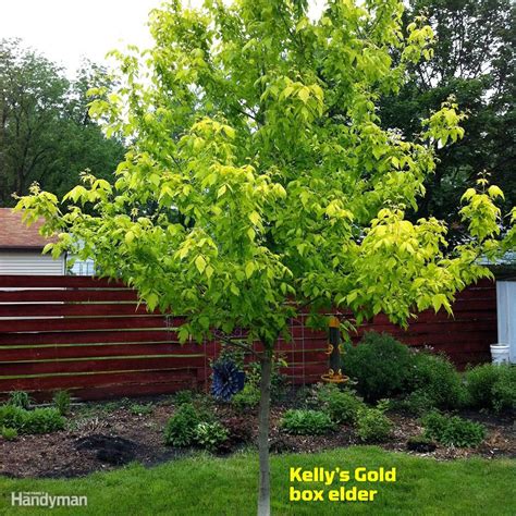 10 Great Trees To Consider Planting In Your Yard This Spring Trees