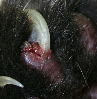 Injuries to a cat's fingernail. Just JoeP: Long In The Claw