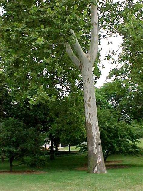 They were later introduced to france, germany and various other countries in europe. Native Trees for Missouri Landscapes