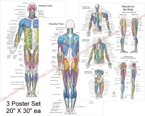 40 Labeled Musculoskeletal Structure Posters Muscles Anatomy Art
