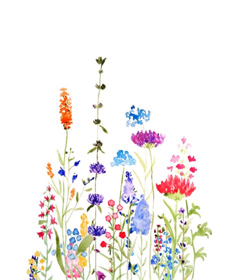 Colorful Wild Flowers Watercolor Painting Art Print By Color And Color