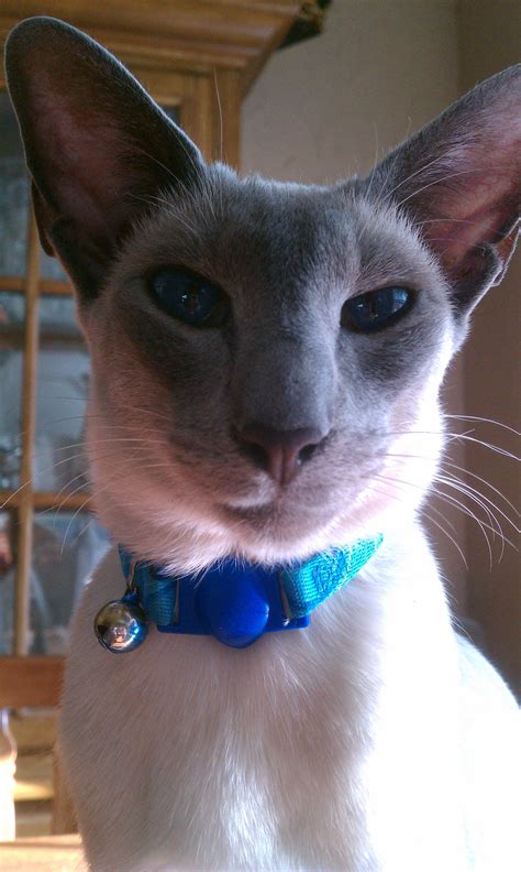 He is a modern type seal point siamese with deep blue eyes. My handsome blue point siamese cat, Remy :) | Pretty cats ...