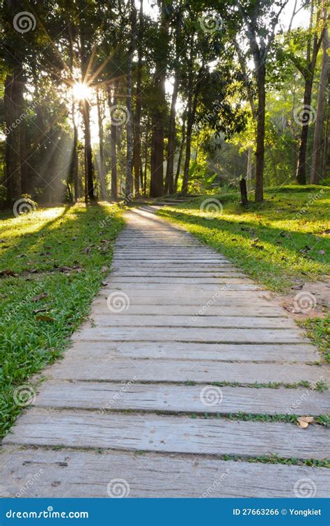 Passages In Forest Stock Photo Image Of Outdoors Monthathan 27663266