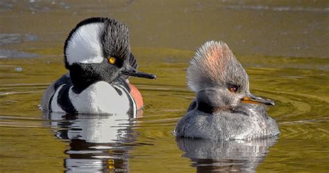 Hooded Merganser Identification All About Birds Cornell Lab Of