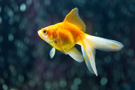 Fantail Goldfish 101 Care Tank Size Food And More Everything