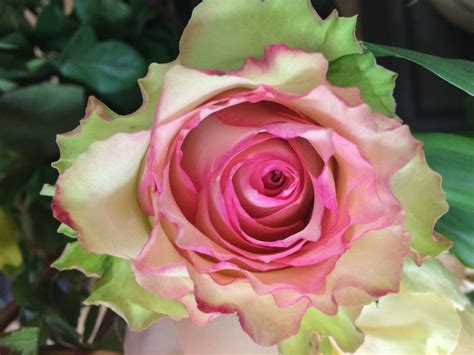 Esperance Bright Pink Center Green Outer Petals Opens To A Softer