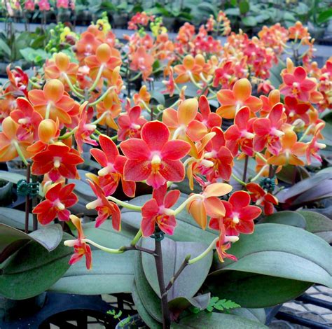 Five Gorgeous Orchid Flowers Orchidaceous Orchid Blog