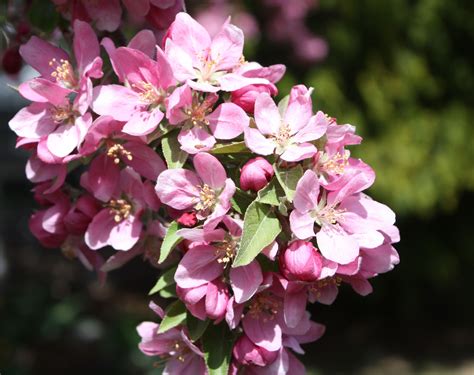 Another Closeup Of The Flowering Crabapple Tree You Need One Of These