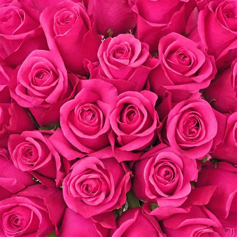 Dark Pink Roses Background Nakayoshi Grupo Peru