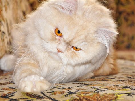 Persian Cat With Red Eyes Wallpapers And Images Wallpapers Pictures