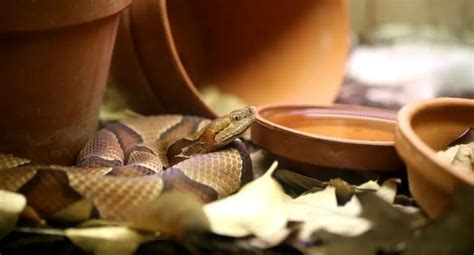 Do Copperheads Lay Eggs How Are Their Baby Snakes Born Untamedanimals
