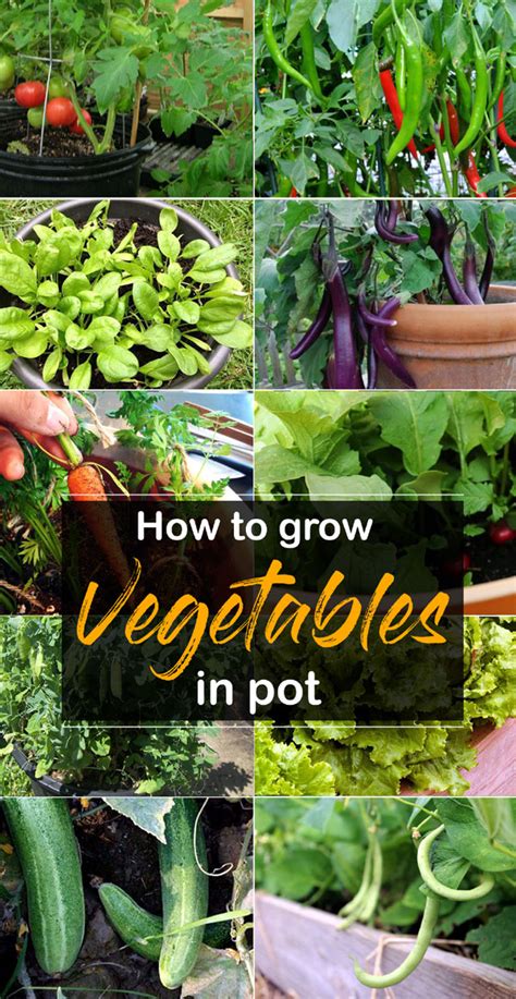 How To Grow Vegetables In Pot Best Vegetable For Container Gardening