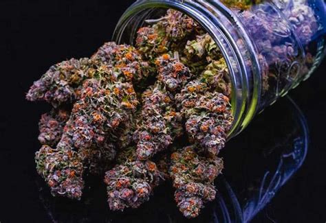 What Is The Gelato Strain Everything You Need To Know About Purple