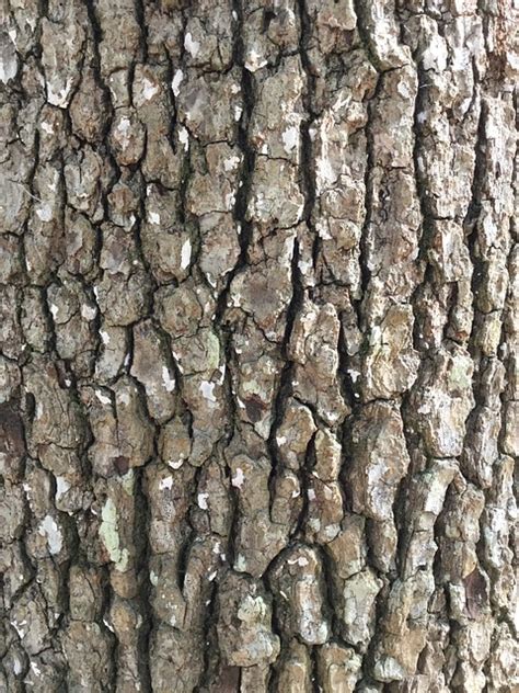 Tree Bark Rough Background · Free Photo On Pixabay