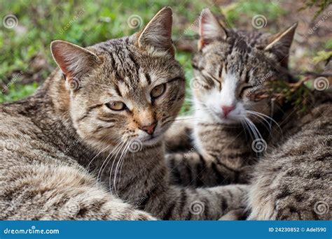 Two Cats On The Grass Stock Photo Image Of Pets Ears 24230852