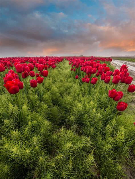 Skagit Valley Tulip And Daffodil Photo Tours North Western Images