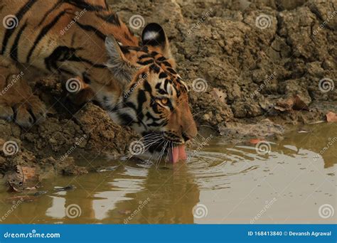 The Royal Bengal Tiger Drinking Water In Indian Junglesr Stock Photo