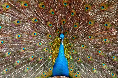 Male Peacock Photograph By Tomi Junger