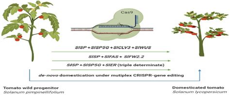 Multiplex Crispr Gene Editing And Generation Of De Novo Domesticated